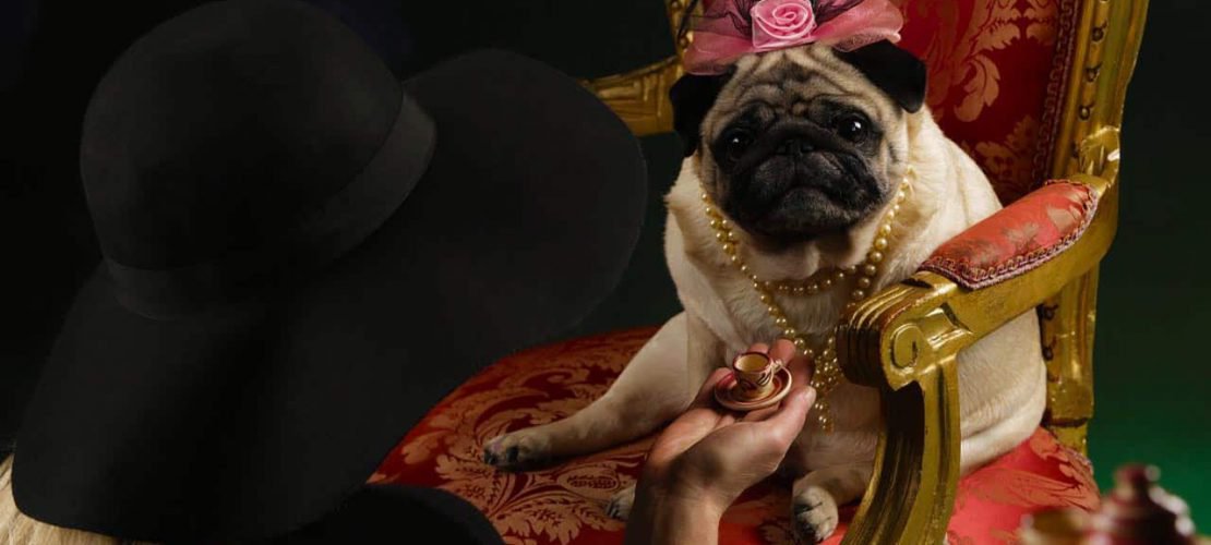 Pet Day: animali da compagnia e divorzio, facciamo chiarezza