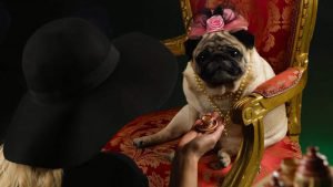 11 aprile pet day divorzio pug